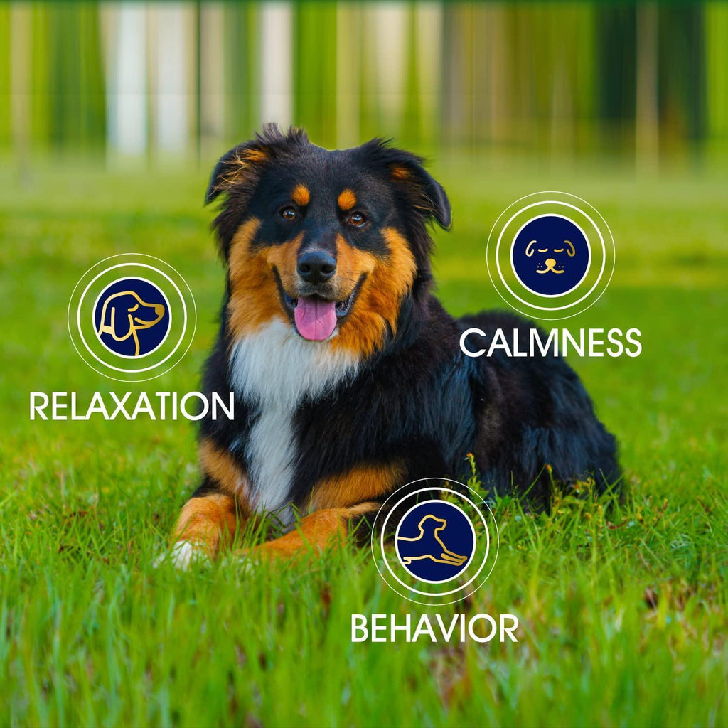 Hemp Calming Chews for Dogs